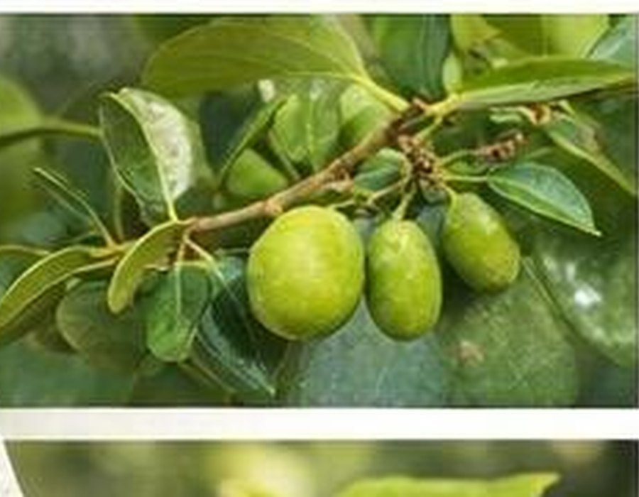 Ελιές και φύλλα ελιάς